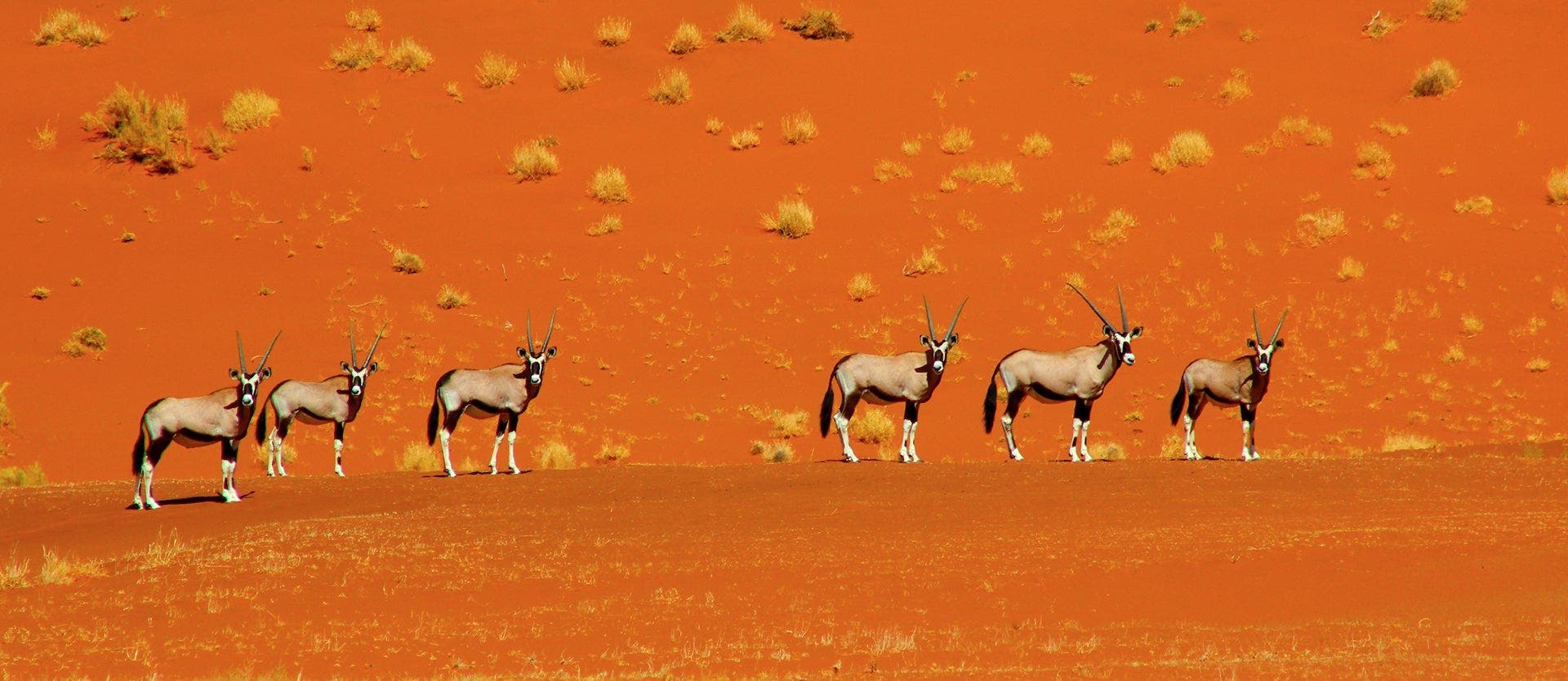 Safari, Sand Dunes & Victoria Falls