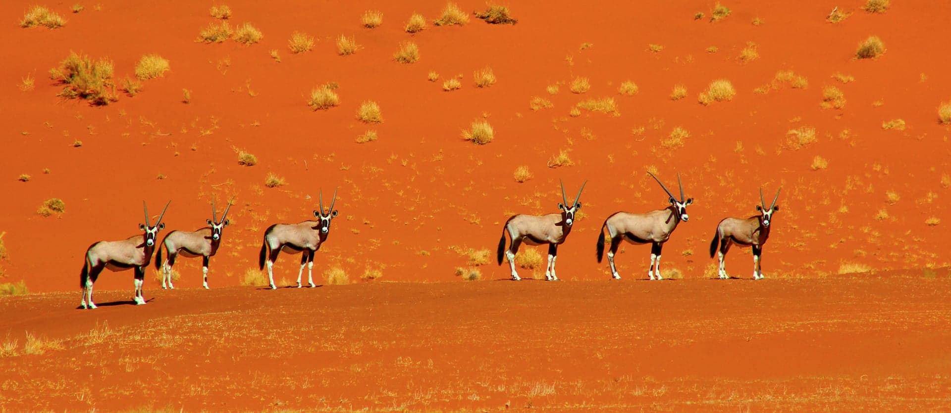 Safari, Sand Dunes & Victoria Falls