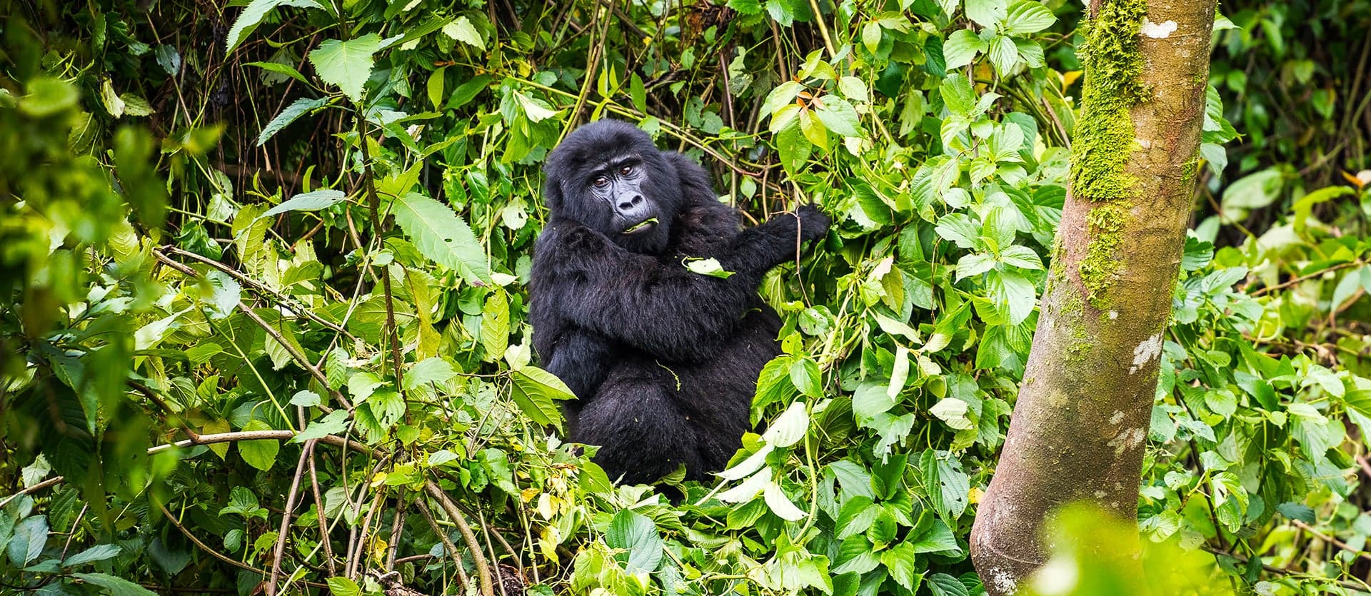 Land of the Primates & All Inc. Zanzibar