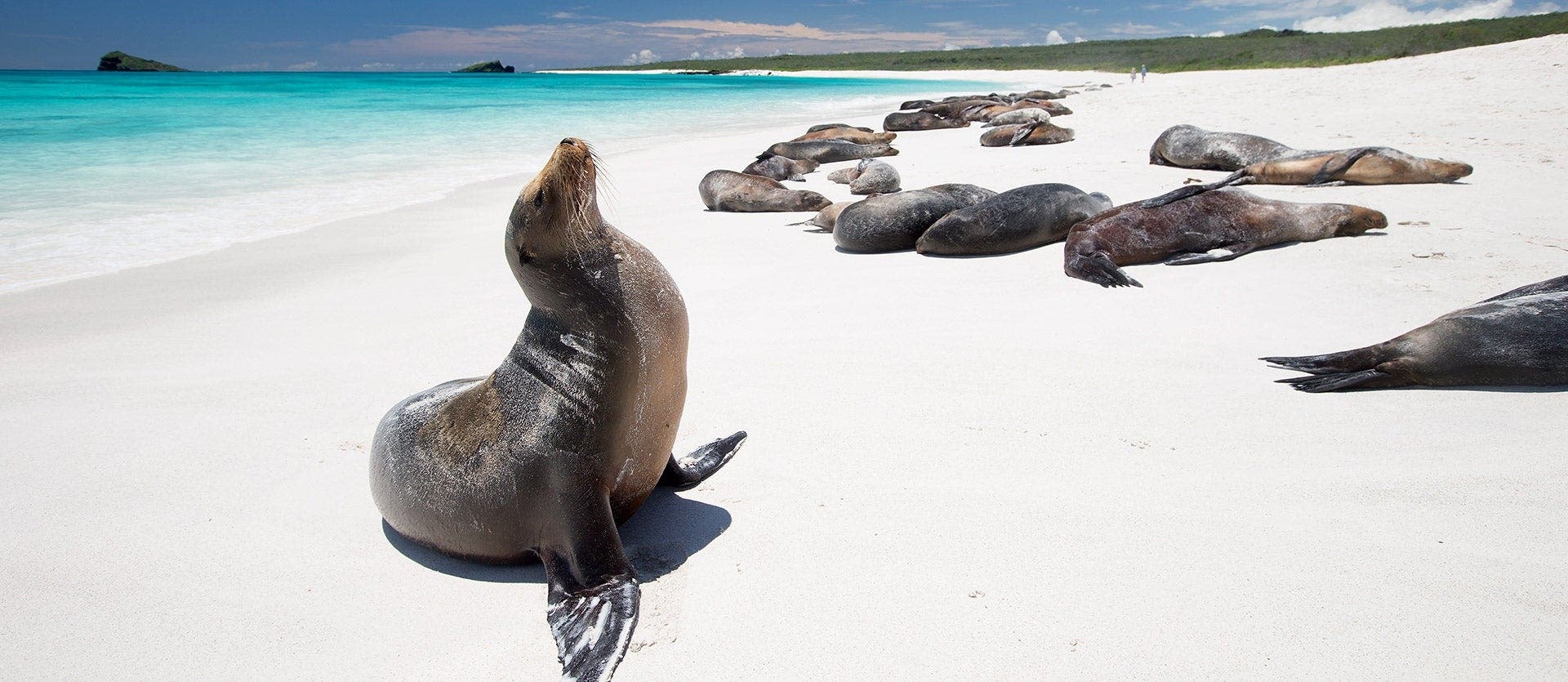 De la selva amazónica a las Galápagos