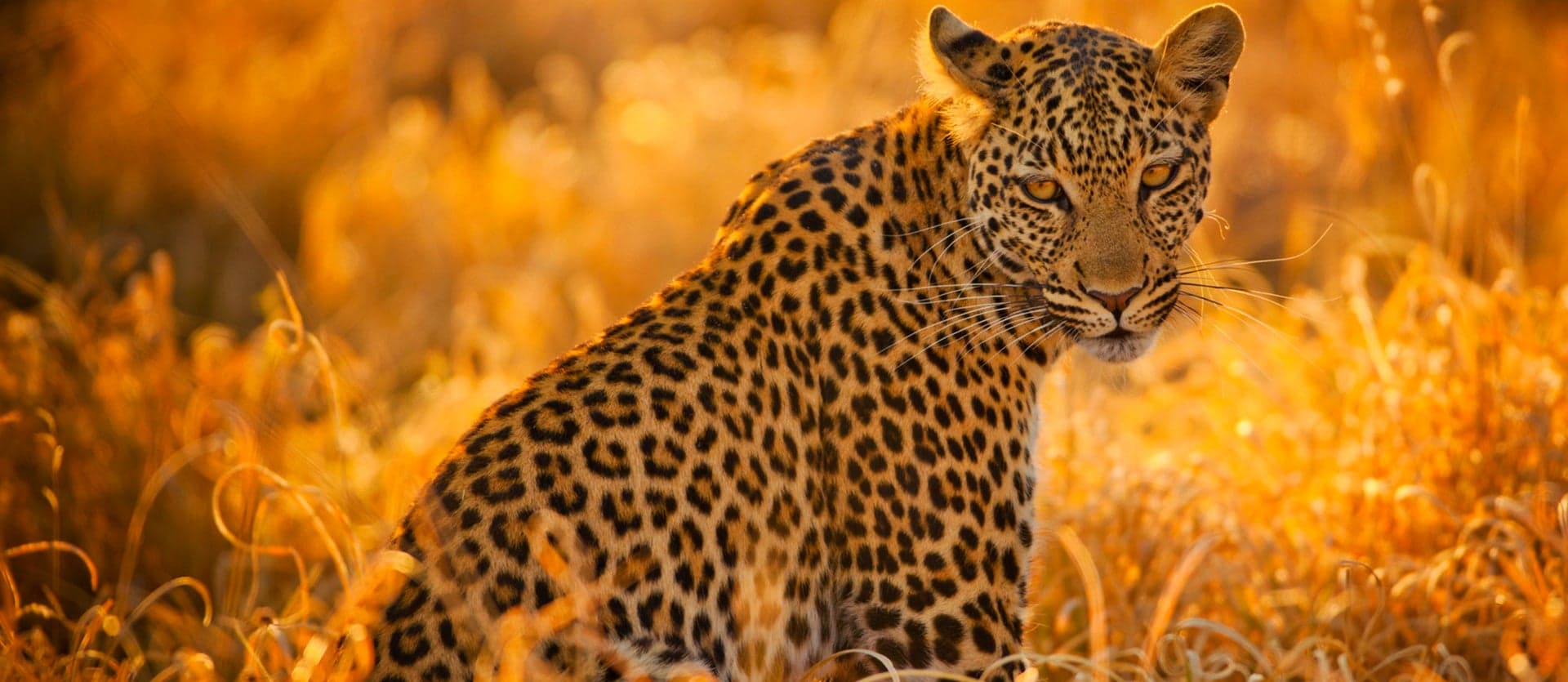 African roars: Big 5 to Victoria Falls