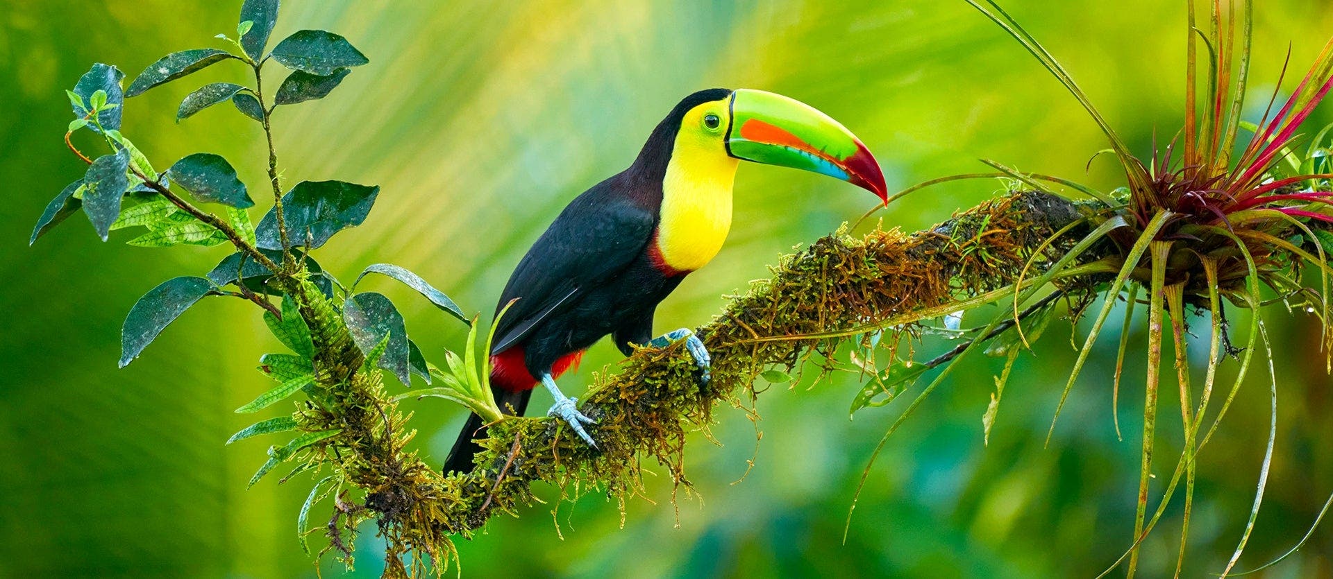 Natural parks of the Caribbean & Pacific