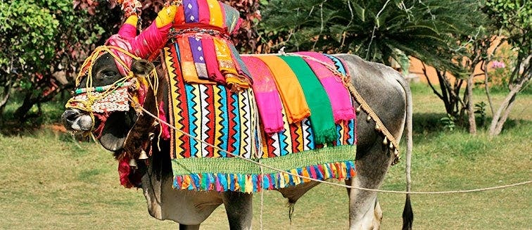 Pogal Harvest Festival