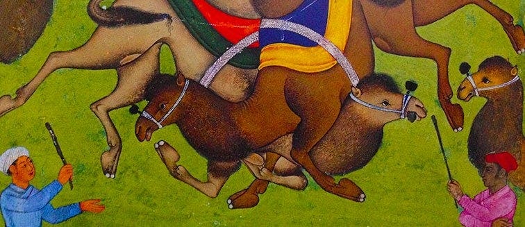 Camel Fight Festival