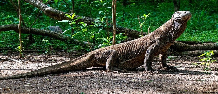 Sehenswertes in Indonesien Komodo Island